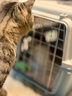 涴喵 纯种宠物猫咪活体金银渐层幼猫全程辅助养猫签订合同双重保障 宠物级 矮脚曼基康 实拍图