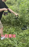 普朗德电动割草机充电式大功率除草机家用手持打草机锂电农用割灌机 实拍图