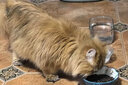 Orijen渴望猫粮 成猫幼猫粮 六种鱼肉无谷全价通用进口1.8kg效期26/11 实拍图