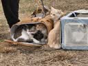 诚实一口P40全价猫粮 成猫幼猫84%高鲜肉长肉美毛养胃乳鸽口味通用型12kg 实拍图