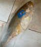 三都港 洄游季带籽黄花鱼1.1kg/条 大黄鱼 深海鱼 生鲜 鱼类 海鲜水产 实拍图