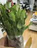 精品带花苞开花蟹爪兰多色四季花卉家养盆栽室内阳台庭院多肉绿植 蟹爪兰：红色大盆【60-99花苞】含加仑盆 实拍图