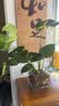 植男植女水培龟背竹盆栽客厅室内办公室桌面植物2株吸甲醛源头直发 实拍图