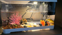 独宠你鱼缸小型客厅生态造景过滤制氧一体缸桌面金鱼缸水族箱中号白色 实拍图