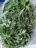 艾草新鲜食用蔬菜现摘清明草粑粑青团3斤顺丰艾叶新鲜艾草叶 【顺丰快递】 500g 实拍图