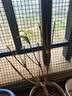 蓝桂圆桂花树苗四季桂盆栽 室内外阳台庭郁金香陶瓷盆源头直发 实拍图