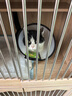 哈药妙多安猫咪疫苗猫三联疫苗2针+科旺优1针猫幼猫疫苗妙三多平替 实拍图