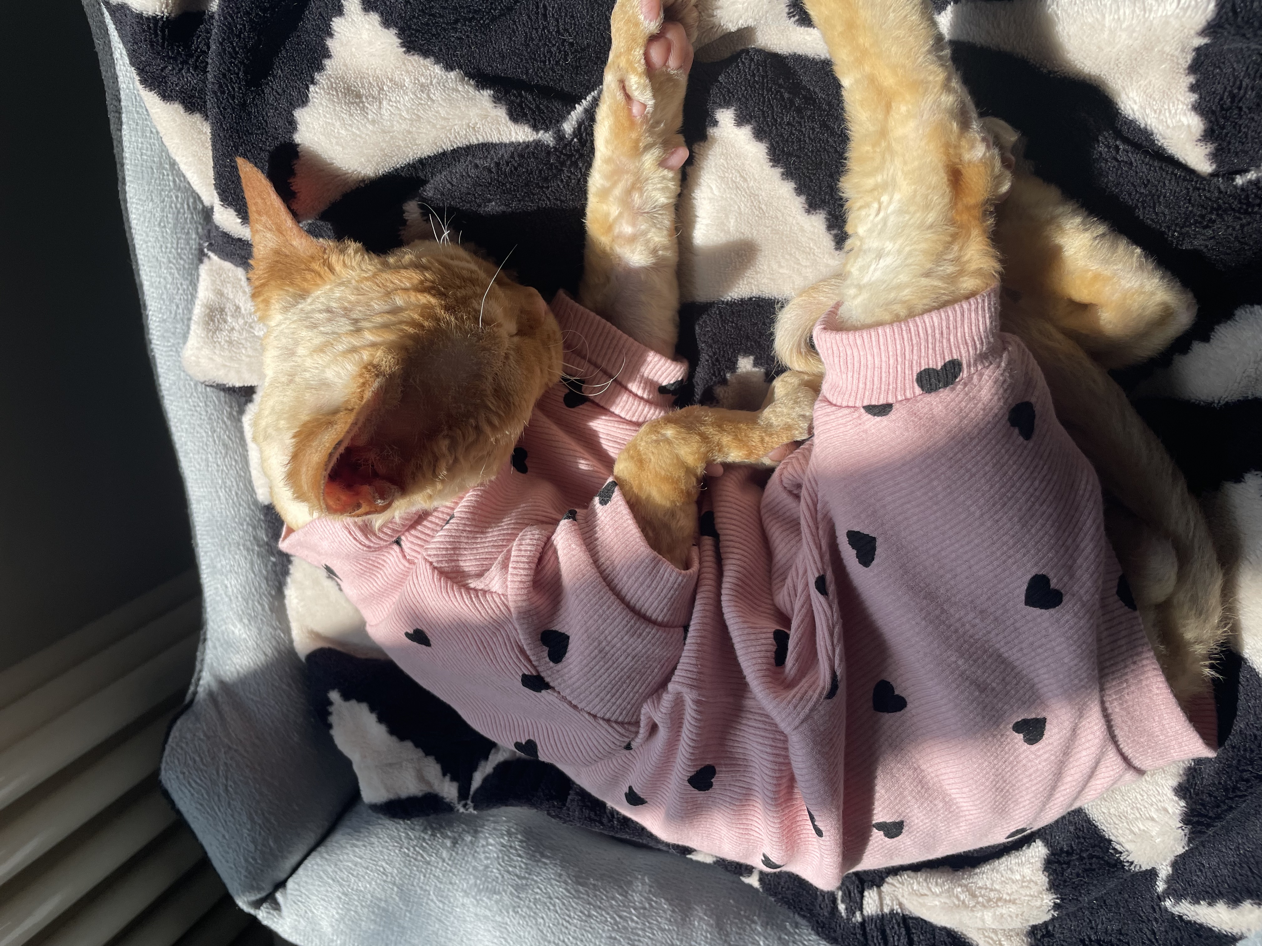 欢宠网宠物狗狗衣服猫咪猫小狗小猫泰迪比熊猫猫小型犬幼犬冬季保暖服饰 实拍图