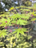 第一江南2026新茶安吉绿茶白茶明前特级200g风雅茶叶礼盒装高端送礼物 实拍图