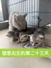 南极人（Nanjiren）女士内裤女精梳棉柔软舒适透气无痕中腰抑菌底裆三角短裤头6条装 【音乐猫】 6条 L 【建议100-120斤】 实拍图