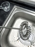 CLITON咖啡奶泡打发器电动咖啡打泡器搅拌棒搅拌器打奶泡器打蛋器奶泡机 实拍图