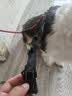 PPO狗狗牵引绳背心式遛狗绳子泰迪柯基狗绳中型犬小型犬宠物用胸背带 胸背+2米绳【红色】 S码【合适10-18斤用】 实拍图