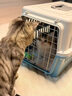 涴喵 纯种宠物猫咪活体金银渐层幼猫全程辅助养猫签订合同双重保障 宠物级 矮脚曼基康 实拍图