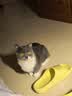 LEGENDSANDY蓝氏猫粮生鲜猎鸟鲜乳鸽生骨肉冻干高蛋白全价成猫粮幼猫通用型 【囤货装】丨猎鸟乳鸽4.5kg+荒野猎兔4.5kg 实拍图