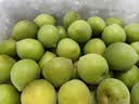 志褚 新鲜青梅鲜果 高山福建诏安青梅果鲜酸脆梅子泡酒青梅酵素 青梅【大果5斤】 实拍图