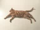华元宠具（hoopet）猫碗陶瓷宠物碗猫盆双碗猫食盆狗盆防打翻喝水猫粮碗饭盆猫咪护颈 奶油白 【防漏食碗架+陶瓷双碗】 实拍图