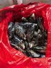 柒岛海捕大青口贝鲜活特大海虹淡菜新鲜冷冻海鲜贻贝青口贝水产 5斤(净重)  海虹开口属于正常现象 实拍图