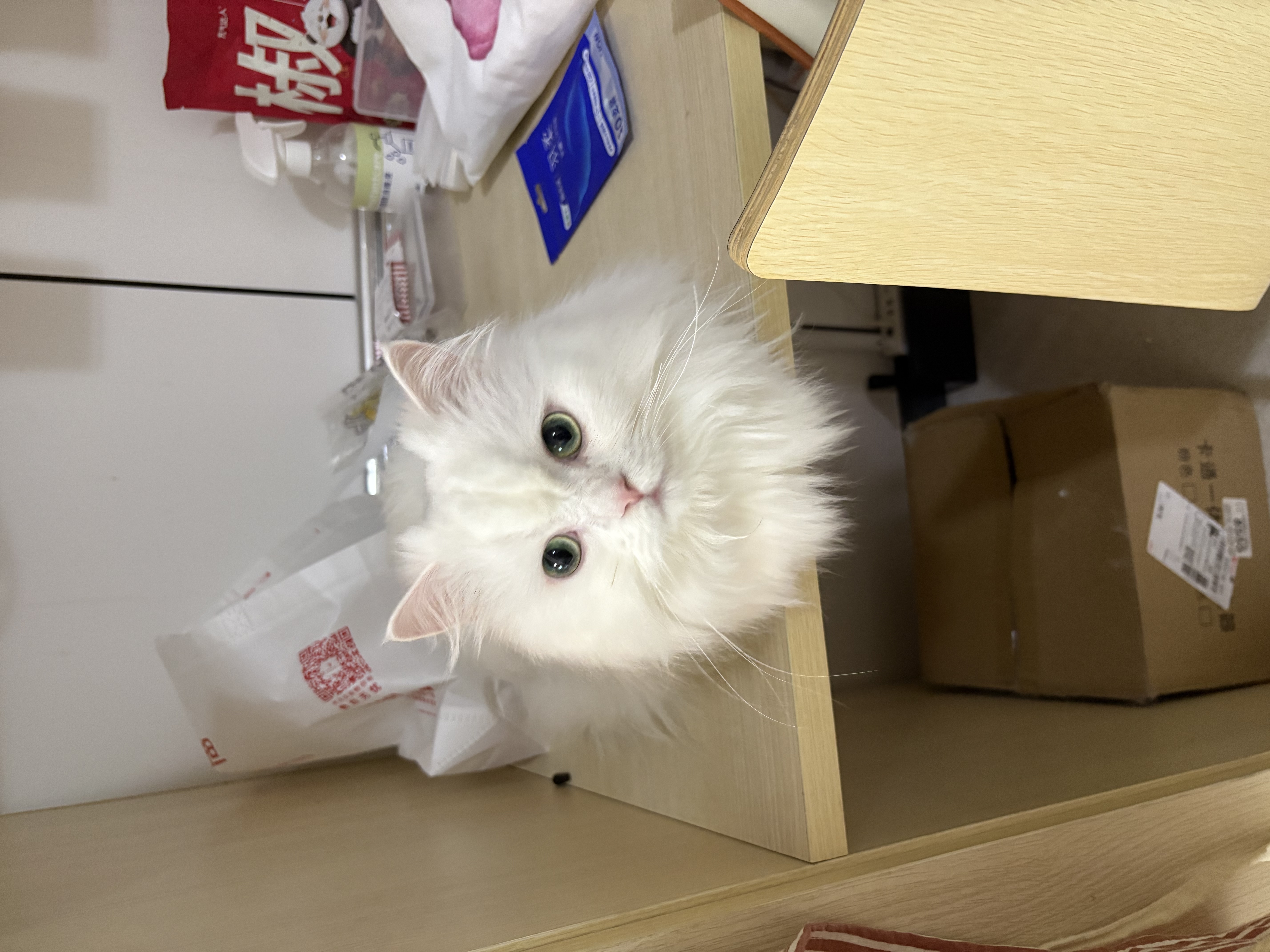 它它台湾TAA它它彩色宠物美容师排梳FA19宠物狗狗猫咪精修铝柄梳子 入门款19cm-金色 实拍图