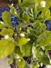 【雅之典】重瓣茉莉花盆栽室内观花植物四季好养带花苞开花不断绿植 (推荐款)茉莉花10-12颗【原盆】 好养活 实拍图