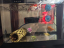 派乐特 鱼缸换水器手动洗沙器抽水泵水族箱换水管吸便器虹吸鱼缸清洁刷 晒单实拍图