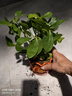 【八方来财】发财树鸭脚木盆栽四季常青桌面防辐射花卉盆景 八方来财20厘米4颗【發陶瓷盆】 送肥料 实拍图