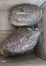 京鲜生云南牛奶小芋头净重5斤单果100g+粉糯奶香现挖新鲜蔬菜源头直发 实拍图
