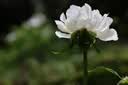 佳能（Canon）RF100mm F2.8 L MACRO IS USM 远摄微距镜头 大光圈定焦 微单镜头 滤镜防护套装 实拍图