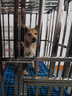 爪墅可折叠不锈钢狗笼子小型中型大型犬带厕所狗笼金毛边牧宠物笼子 带脚垫【组装款】长110*宽77*高95【萨摩耶-五黑犬】 实拍图