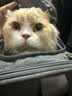 橙央猫包便携包手提式猫包外出宠物包加大猫咪包透气可折叠斜挎猫背包 绅士灰(透气不闷 加宽肩带） L大型-15斤内猫咪 拒绝应激｜大空间不憋屈｜手提斜挎可折叠 实拍图