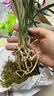 高档树脂仿紫砂花盆大口径兰花盆君子兰盆栽仿陶瓷塑料花盆 仿瓷黄色兰盆1个 实拍图