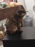 灵宠物语猫玩具逗猫棒铃铛羽毛自嗨解闷猫薄荷球幼小猫咪耐咬宠物用品 实拍图