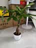叹为观止大型植物发财树各种大颗盆栽开业乔迁客厅办公室内好养大型花卉 辫子发财树【50-60厘米】 含盆 实拍图
