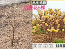 德沃多植物营养土通用8L园艺养花土种菜花卉盆栽多肉种植土 实拍图