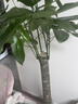 叹为观止大型植物发财树各种大颗盆栽开业乔迁客厅办公室内好养大型花卉 单杆发财树【1.1-1.3米】 不含盆 实拍图