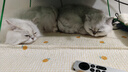 红狗【升级PRO】乳铁蛋白营养膏75g*2支 猫咪乳铁蛋白宠物狗狗幼犬 实拍图