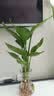 种花迷水培天堂鸟盆栽花卉植物室内客厅绿植面鹤望兰吸甲醛四季好养活 精品水培天堂鸟30-40厘米2棵【不含瓶】 实拍图