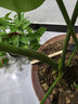 德沃多植物营养液通用型花肥料绿萝发财树富贵竹多肉月季水培绿植花卉肥 营养液2.5L一瓶 实拍图