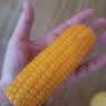 当季新货头茬东北黄甜糯玉米棒真空包装低脂黄糯大棒甜东北黏苞米 黑土地黄糯玉米【120-160克】1根 实拍图