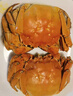 【活蟹】湖鲜阳澄 大闸蟹 去绳足重 2.0-2.3两 12只 鲜活六月黄现货超大螃蟹生鲜礼盒装 实拍图