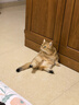 LEGENDSANDY蓝氏猫粮生鲜猎鸟鲜乳鸽生骨肉冻干高蛋白全价成猫粮幼猫通用型 【囤货装】丨猎鸟乳鸽4.5kg+荒野猎兔4.5kg 实拍图