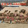 1.6米爬藤月季大苗蒂娜四季开花蔷薇基地直发【买就送扦插小苗】 瑞典女王1.6米开花爆满 送种植说明书 实拍图