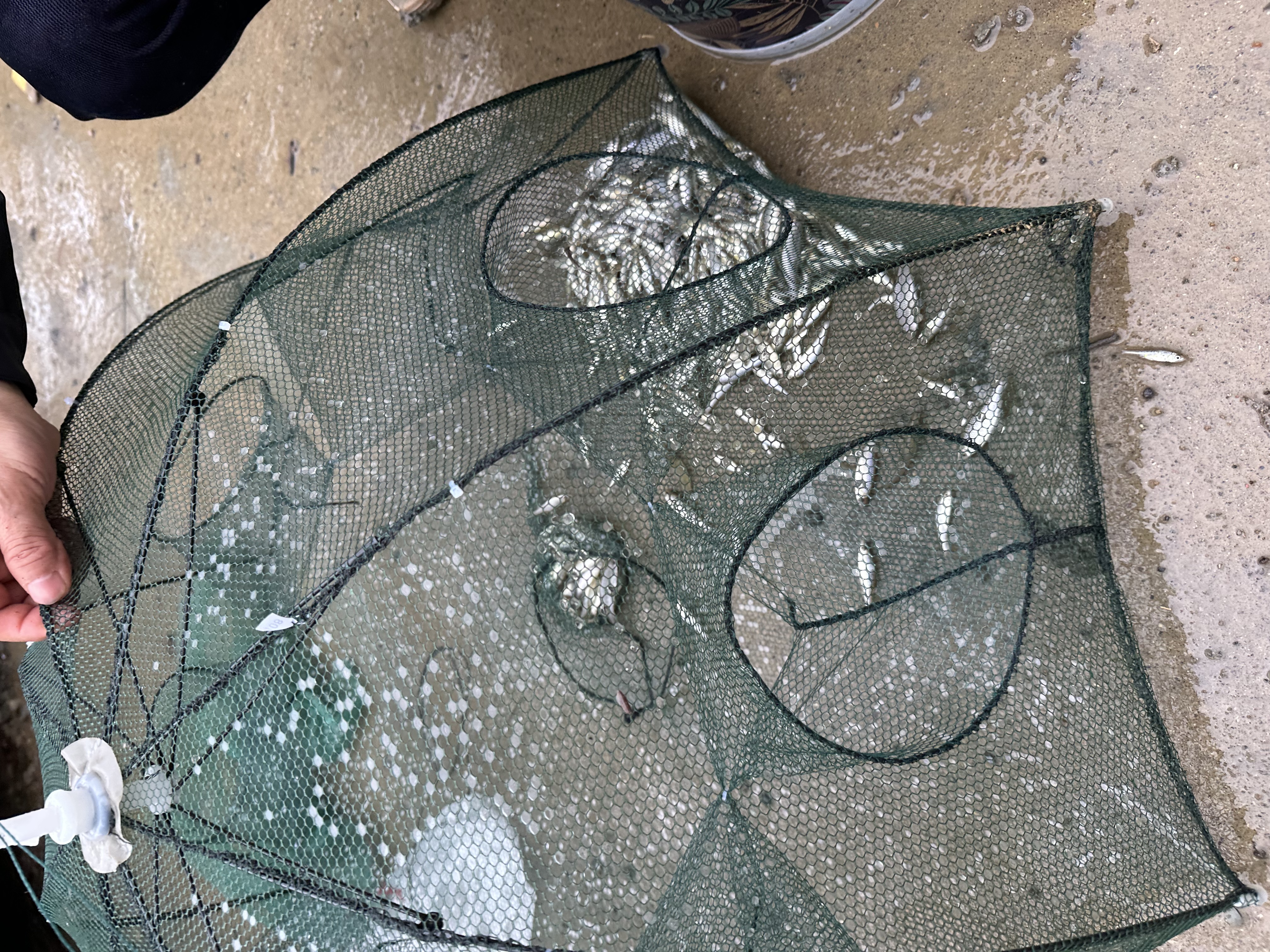 初工渔网可折叠生态养殖笼地网龙虾网笼网兜辅材工具尼龙网8孔A伞型 实拍图