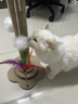 HELLOJOY猫抓柱剑麻猫抓板猫玩具耐抓耐磨不掉屑猫爬架立式自嗨解闷用品 实拍图