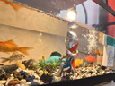 阔庭鱼缸懒人鱼缸家用客厅办公室金鱼缸过滤鱼缸黑色款 实拍图