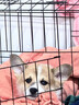 波奇多狗狗笼子中号【贈豪华饲养套装】室内带厕所宠物狗笼宠物别墅狗窝 实拍图