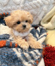瓦媞纯种韩系马尔泰幼犬小体香槟泰迪熊犬  短嘴颜值高  高品质宠物狗 黄色/金色 2026-04-03 静静 宠物级 韩系精品甜美 公 实拍图
