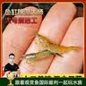 云峰海瑞黑壳虾清洁虾观赏虾活体淡水 鱼缸水族箱水草缸清洁除藻淡水宠物 【清洁大师】150只/组+50只损耗 实拍图