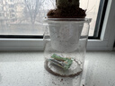 发财树盆栽大植物室内办公室桌面客厅小盆景招财树苗绿植花卉盆栽 三杆发财树 5-8cm【透明储水盆】 【送肥料】 实拍图