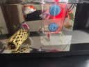 派乐特 鱼缸换水器手动洗沙器抽水泵水族箱换水管吸便器虹吸鱼缸清洁刷 晒单实拍图