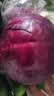 有机汇有机紫甘蓝 紫包菜卷心菜 沙拉轻食榨汁有机蔬菜 新鲜无农残 500g 实拍图